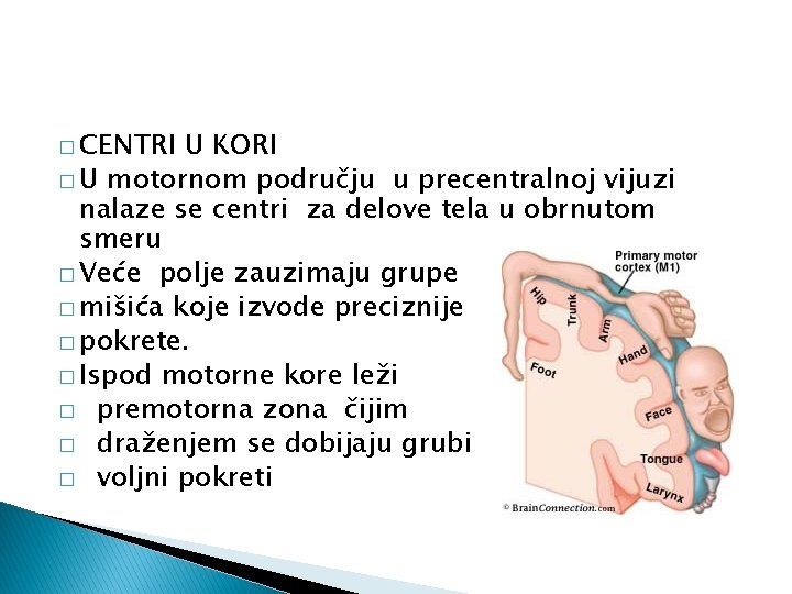 � CENTRI U KORI � U motornom području u precentralnoj vijuzi nalaze se centri