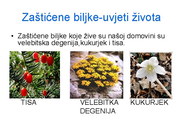 Zaštićene biljke-uvjeti života • Zaštićene biljke koje žive su našoj domovini su velebitska degenija,