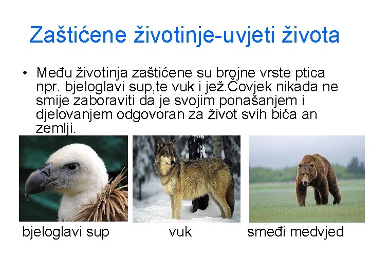 Zaštićene životinje-uvjeti života • Među životinja zaštićene su brojne vrste ptica npr. bjeloglavi sup,