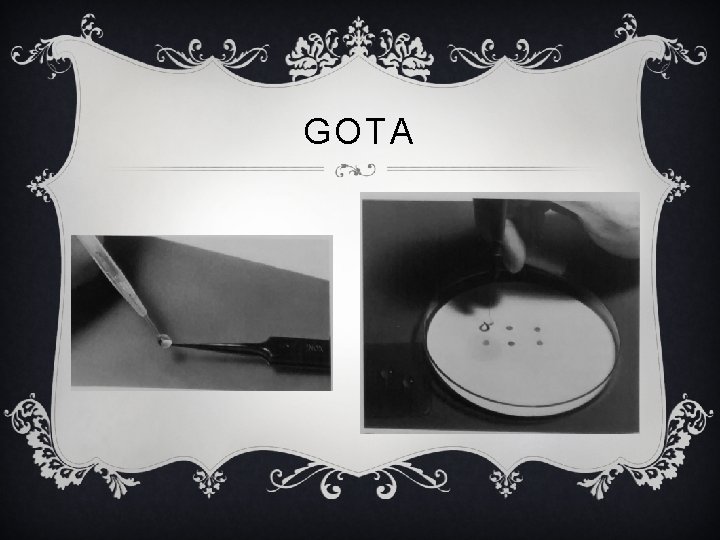 GOTA 