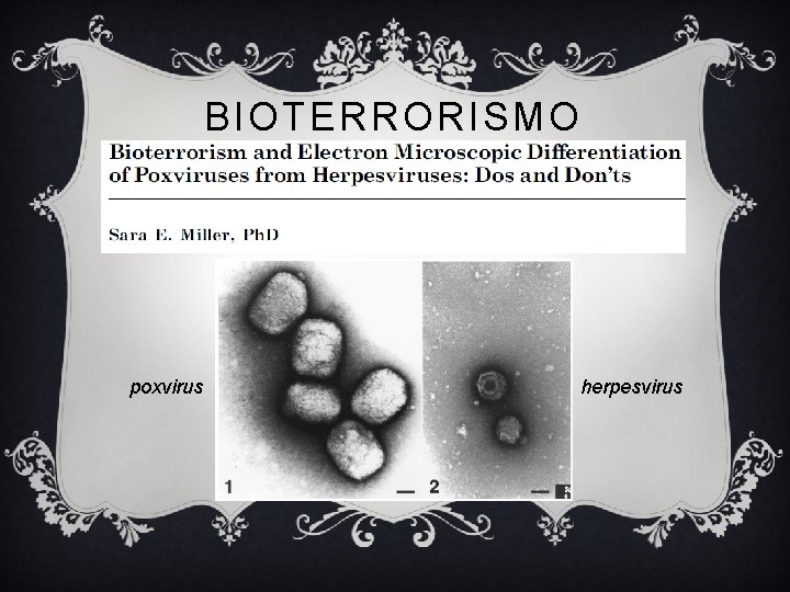 BIOTERRORISMO poxvirus herpesvirus 