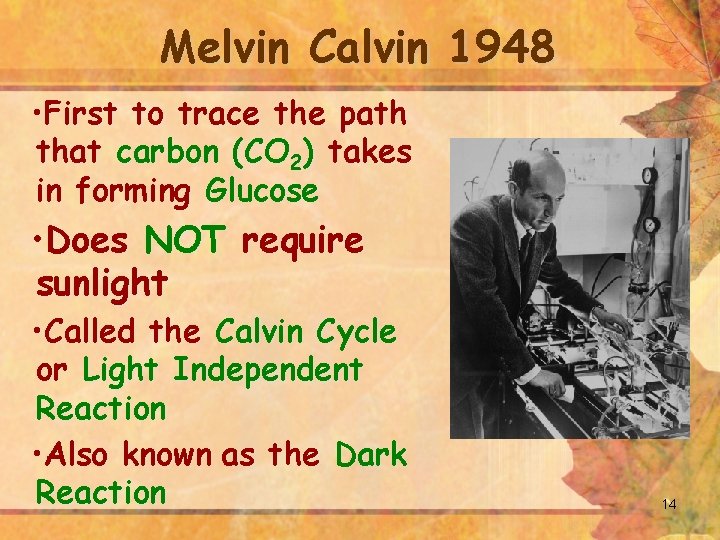 Melvin Calvin 1948 • First to trace the path that carbon (CO 2) takes