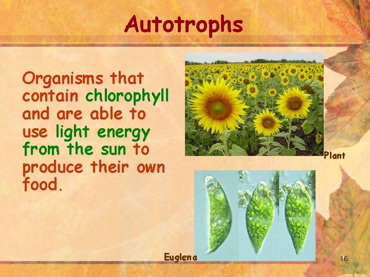 Autotrophs Organisms that contain chlorophyll and are able to use light energy from the