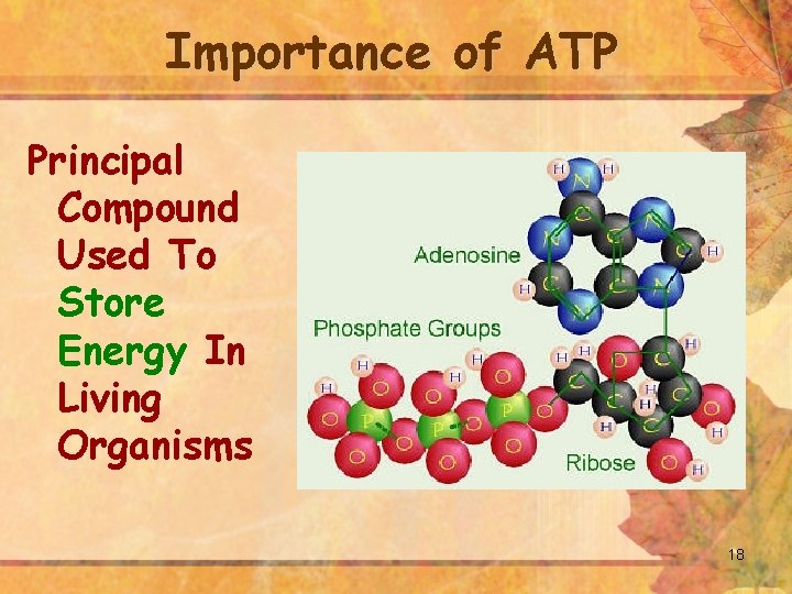 Importance of ATP Principal Compound Used To Store Energy In Living Organisms 18 