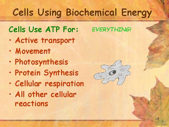 Cells Using Biochemical Energy Cells Use ATP For: • Active transport • Movement •