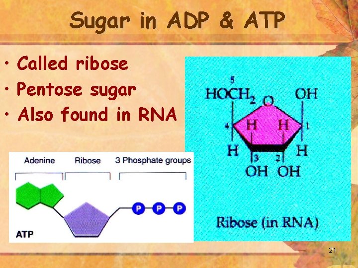 Sugar in ADP & ATP • Called ribose • Pentose sugar • Also found