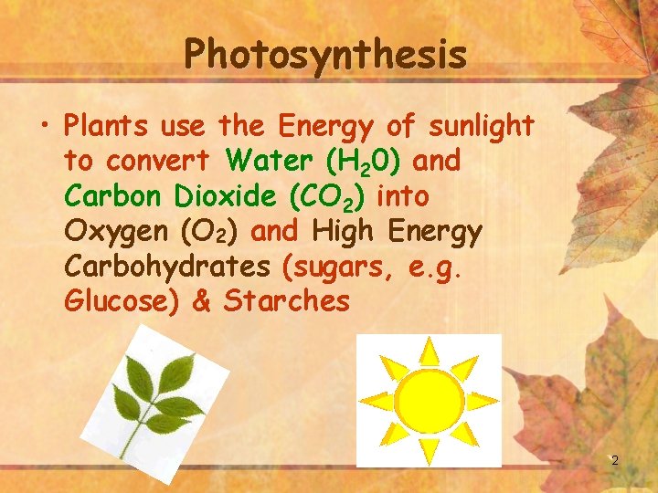 Photosynthesis • Plants use the Energy of sunlight to convert Water (H 20) and