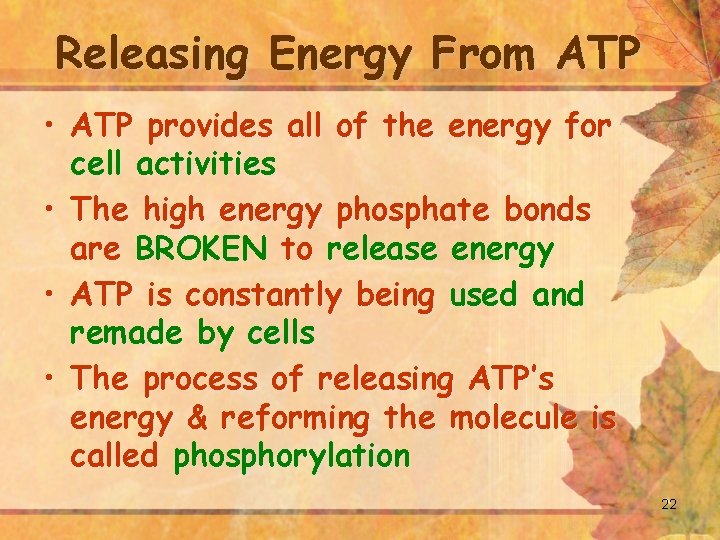 Releasing Energy From ATP • ATP provides all of the energy for cell activities