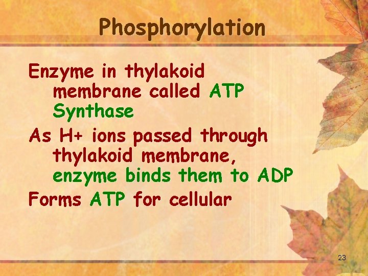 Phosphorylation Enzyme in thylakoid membrane called ATP Synthase As H+ ions passed through thylakoid