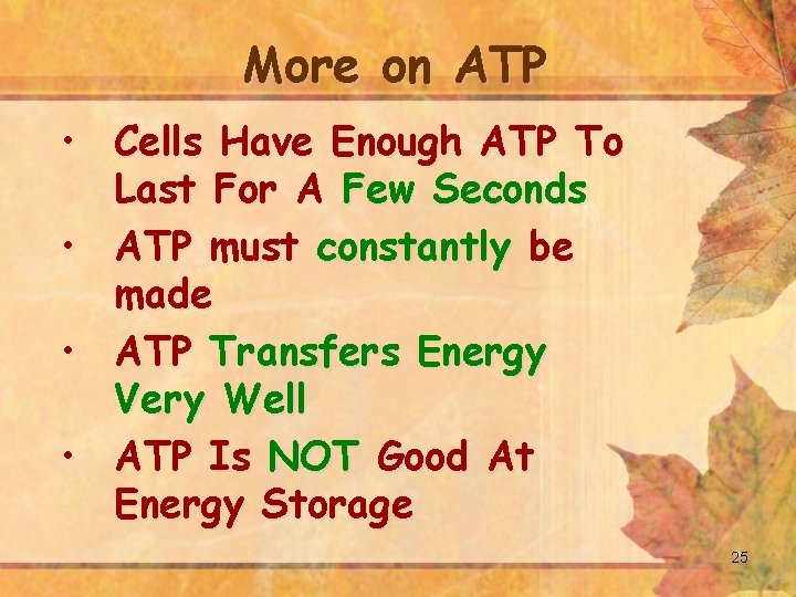 More on ATP • Cells Have Enough ATP To Last For A Few Seconds