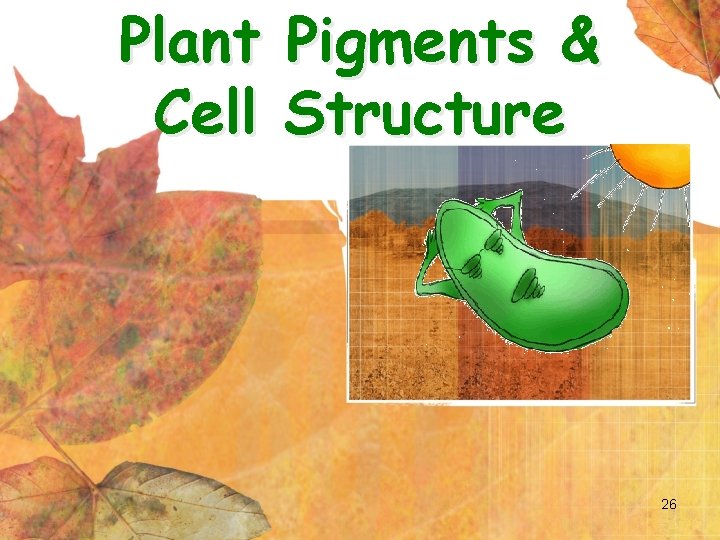 Plant Pigments & Cell Structure 26 