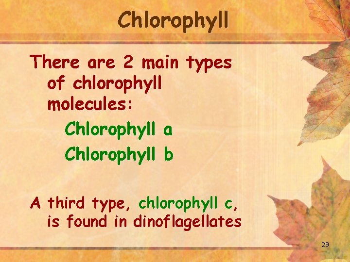 Chlorophyll There are 2 main types of chlorophyll molecules: Chlorophyll a Chlorophyll b A