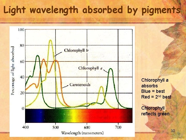 Light wavelength absorbed by pigments Chlorophyll a absorbs Blue = best Red = 2