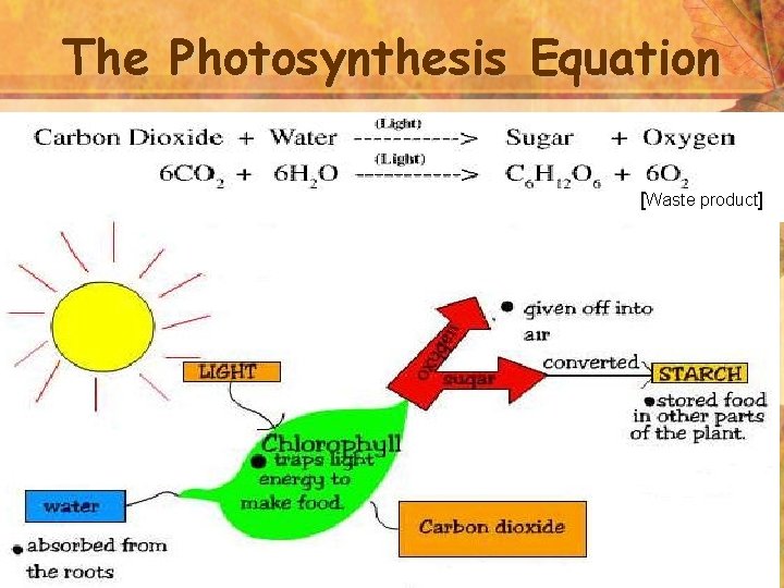 The Photosynthesis Equation [Waste product] 3 