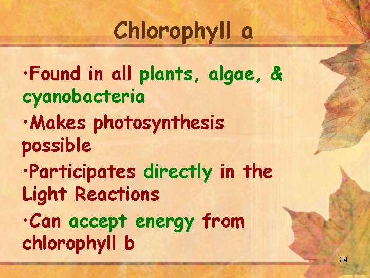 Chlorophyll a • Found in all plants, algae, & cyanobacteria • Makes photosynthesis possible