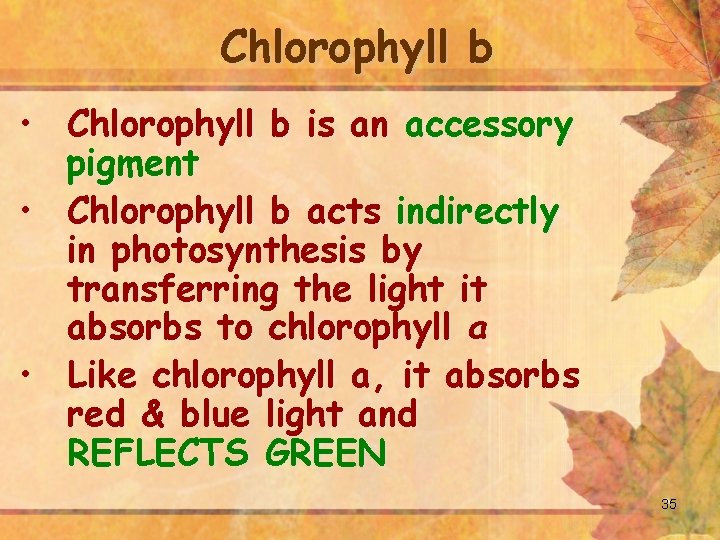 Chlorophyll b • Chlorophyll b is an accessory pigment • Chlorophyll b acts indirectly