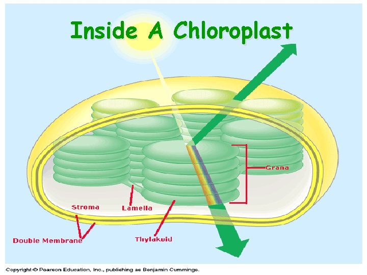 Inside A Chloroplast 39 