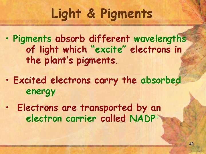 Light & Pigments • Pigments absorb different wavelengths of light which “excite” electrons in