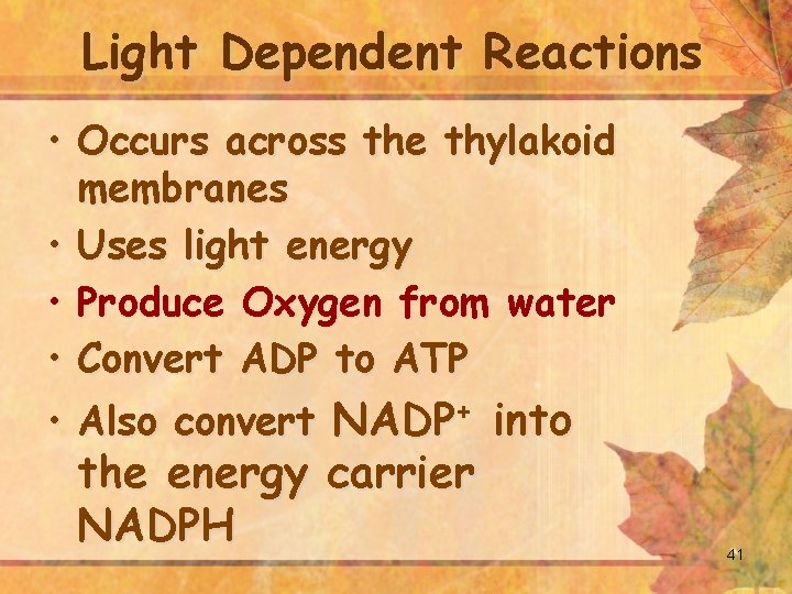 Light Dependent Reactions • Occurs across the thylakoid membranes • Uses light energy •