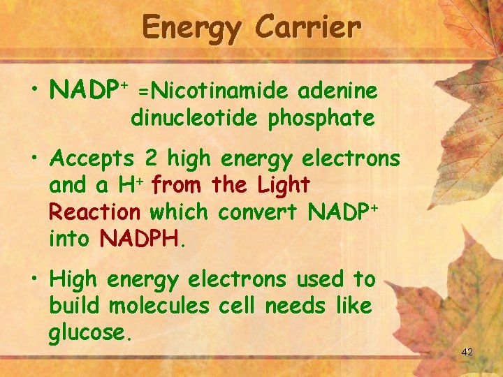 Energy Carrier • NADP+ =Nicotinamide adenine dinucleotide phosphate • Accepts 2 high energy electrons