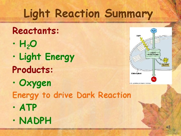 Light Reaction Summary Reactants: • H 2 O • Light Energy Products: • Oxygen