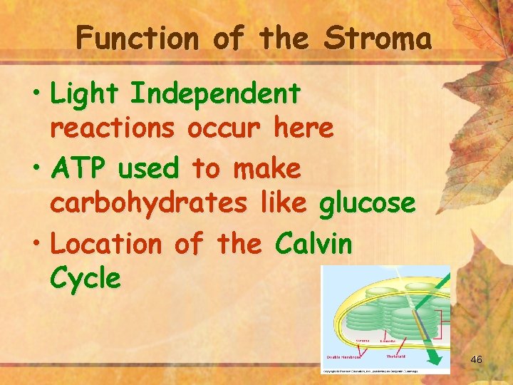 Function of the Stroma • Light Independent reactions occur here • ATP used to