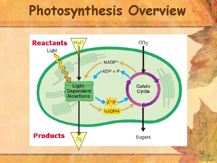 Photosynthesis Overview 52 