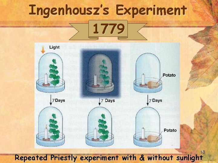 Ingenhousz’s Experiment 1779 10 Repeated Priestly experiment with & without sunlight 