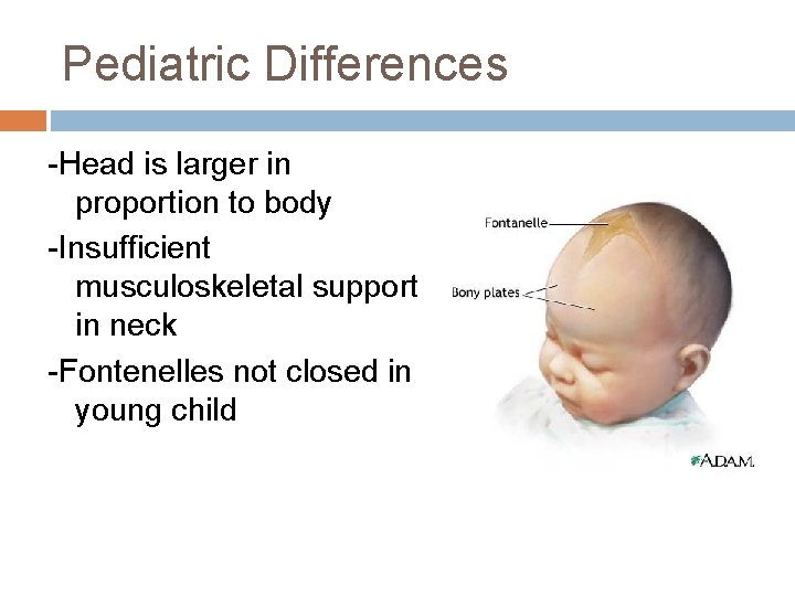 Pediatric Differences -Head is larger in proportion to body -Insufficient musculoskeletal support in neck Pediatric Differences -Head is larger in proportion to body -Insufficient musculoskeletal support in neck