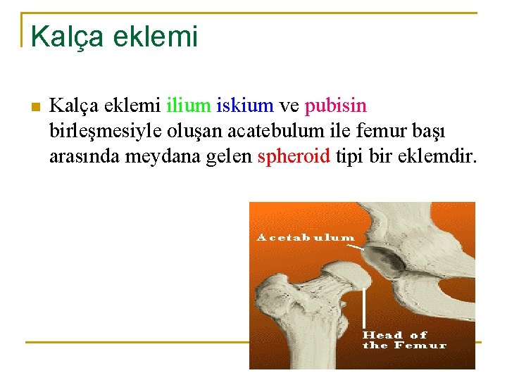 Kalça eklemi n Kalça eklemi ilium iskium ve pubisin birleşmesiyle oluşan acatebulum ile femur Kalça eklemi n Kalça eklemi ilium iskium ve pubisin birleşmesiyle oluşan acatebulum ile femur