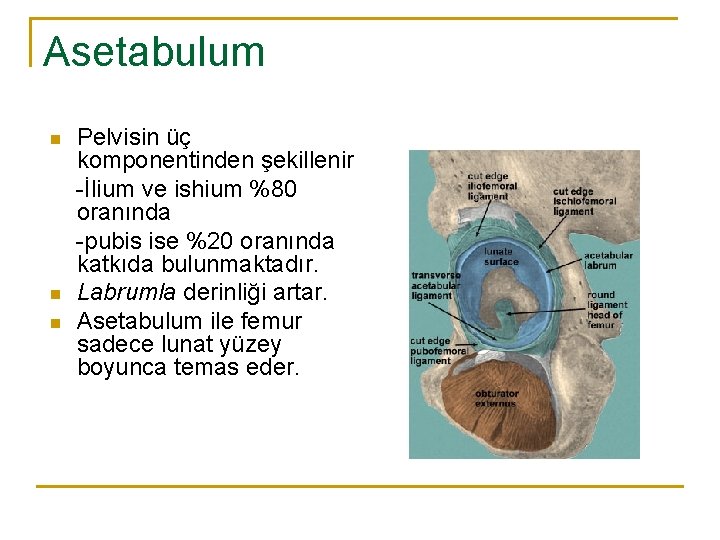 Asetabulum n n n Pelvisin üç komponentinden şekillenir -İlium ve ishium %80 oranında -pubis Asetabulum n n n Pelvisin üç komponentinden şekillenir -İlium ve ishium %80 oranında -pubis