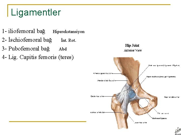 Ligamentler 1 - iliofemoral bağ Hiperekstansiyon 2 - İschiofemoral bağ İnt. Rot. 3 - Ligamentler 1 - iliofemoral bağ Hiperekstansiyon 2 - İschiofemoral bağ İnt. Rot. 3 -