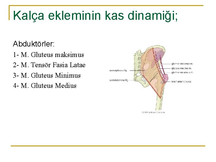 Kalça ekleminin kas dinamiği; Abduktörler: 1 - M. Gluteus maksimus 2 - M. Tensör Kalça ekleminin kas dinamiği; Abduktörler: 1 - M. Gluteus maksimus 2 - M. Tensör