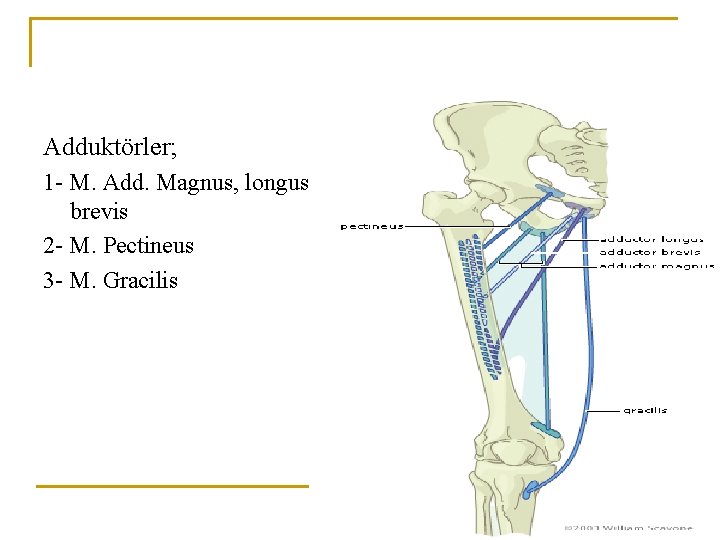 Adduktörler; 1 - M. Add. Magnus, longus, brevis 2 - M. Pectineus 3 - Adduktörler; 1 - M. Add. Magnus, longus, brevis 2 - M. Pectineus 3 -