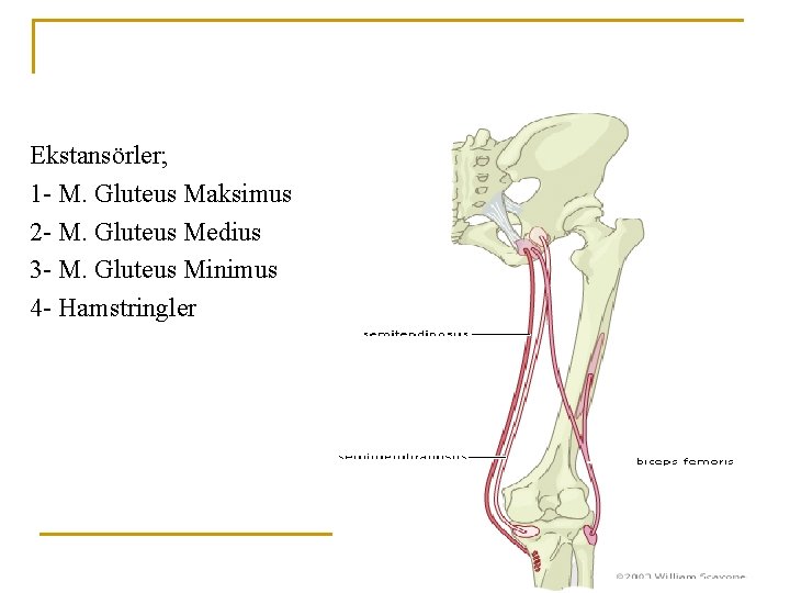 Ekstansörler; 1 - M. Gluteus Maksimus 2 - M. Gluteus Medius 3 - M. Ekstansörler; 1 - M. Gluteus Maksimus 2 - M. Gluteus Medius 3 - M.