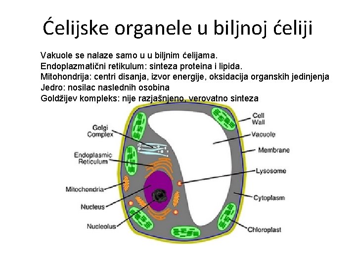 Ćelijske organele u biljnoj ćeliji Vakuole se nalaze samo u u biljnim ćelijama. Endoplazmatični