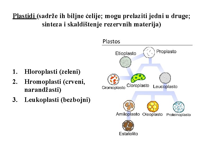 Plastidi (sadrže ih biljne ćelije; mogu prelaziti jedni u druge; sinteza i skaldištenje rezervnih