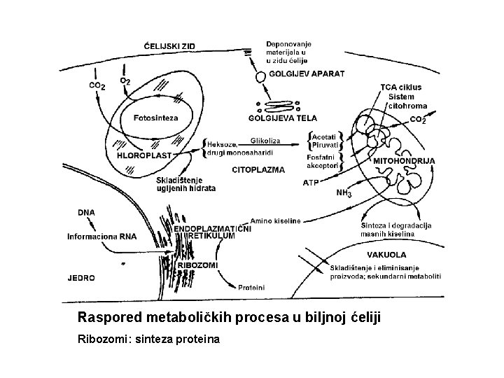 Raspored metaboličkih procesa u biljnoj ćeliji Ribozomi: sinteza proteina 