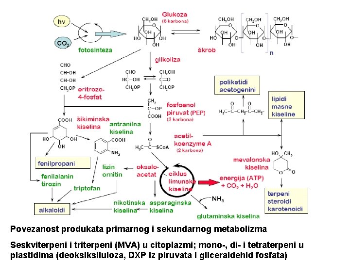 Povezanost produkata primarnog i sekundarnog metabolizma Seskviterpeni i triterpeni (MVA) u citoplazmi; mono-, di-