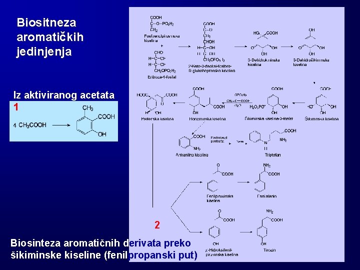 Biositneza aromatičkih jedinjenja Iz aktiviranog acetata 1 2 Biosinteza aromatičnih derivata preko šikiminske kiseline