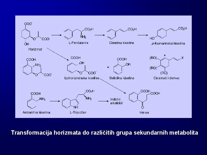 Transformacija horizmata do različitih grupa sekundarnih metabolita 