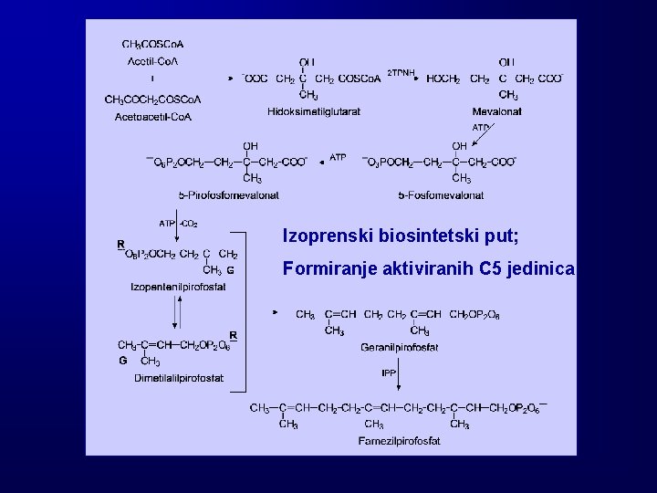Izoprenski biosintetski put; Formiranje aktiviranih C 5 jedinica 