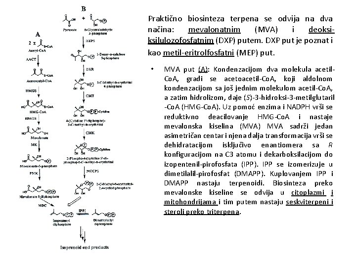 Praktično biosinteza terpena se odvija na dva načina: mevalonatnim (MVA) i deoksiksilulozofosfatnim (DXP) putem.