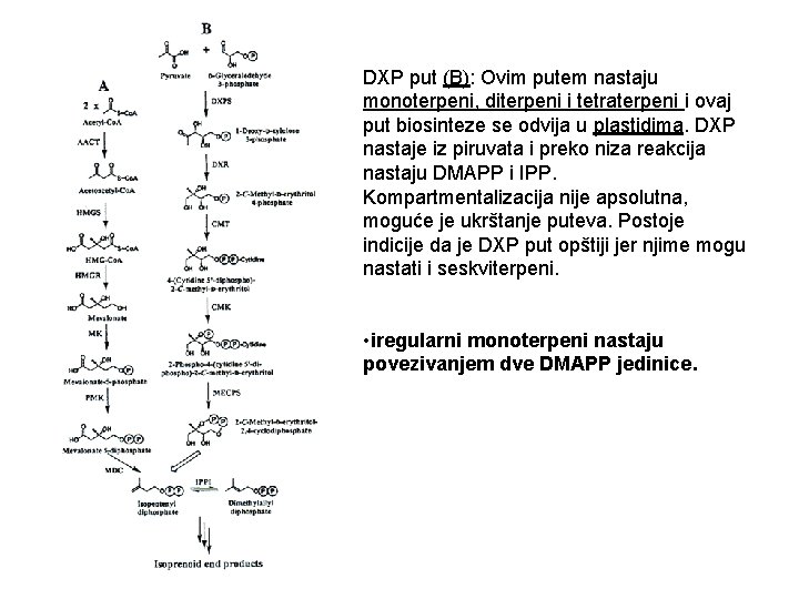 DXP put (B): Ovim putem nastaju monoterpeni, diterpeni i tetraterpeni i ovaj put biosinteze