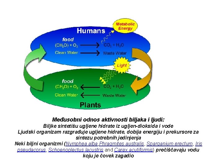 Međusobni odnos aktivnosti biljaka i ljudi: Biljke sintetišu ugljene hidrate iz ugljen-dioksida i vode