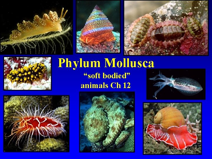 Phylum Mollusca “soft bodied” animals Ch 12 