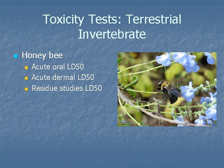 Toxicity Tests: Terrestrial Invertebrate n Honey bee n n n Acute oral LD 50