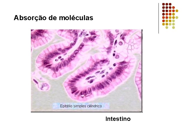 Absorção de moléculas Intestino 