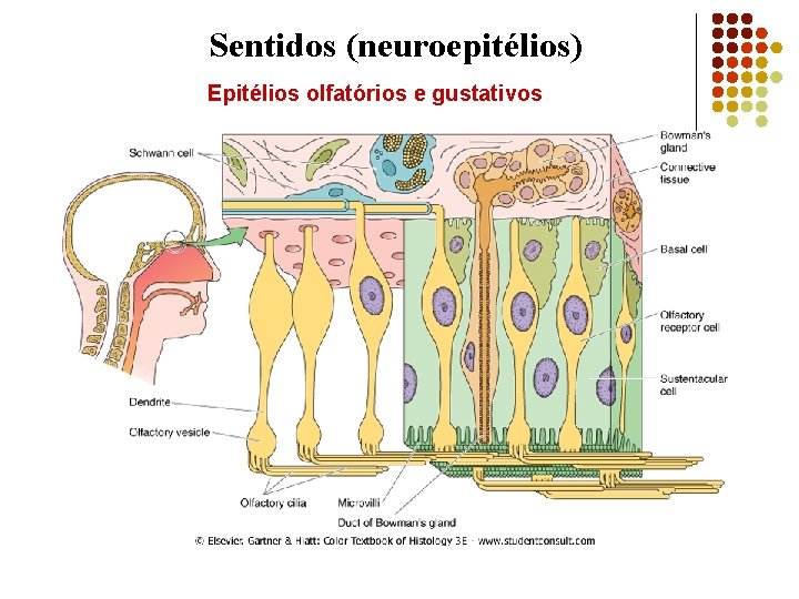 Sentidos (neuroepitélios) Epitélios olfatórios e gustativos 