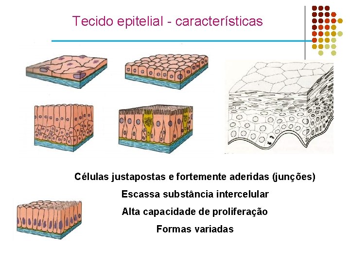 Tecido epitelial - características Células justapostas e fortemente aderidas (junções) Escassa substância intercelular Alta